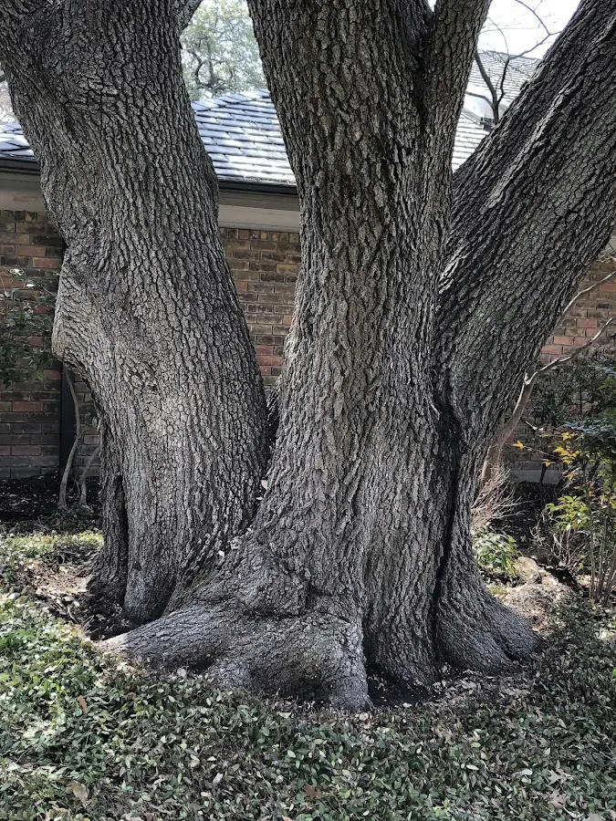 Mature heritage tree close to a Saint Edward property cared for by certified arborists